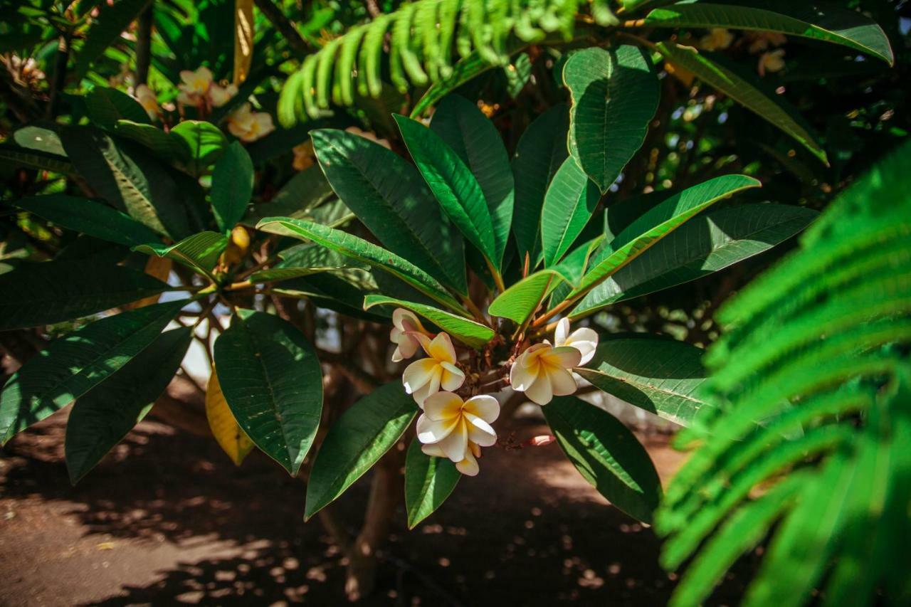 Casa Morera Fuencaliente de la Palma Zewnętrze zdjęcie
